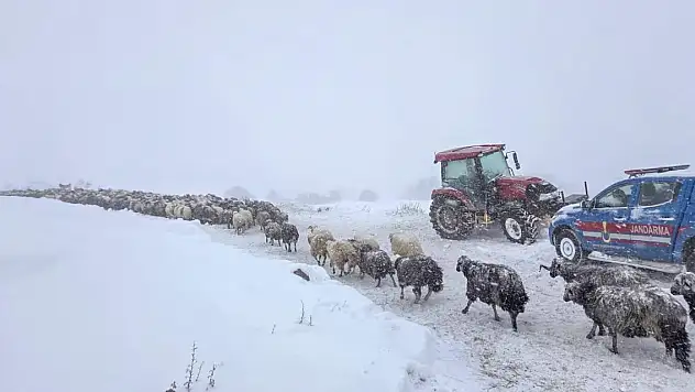 Artvin'de 2 bin 300 rakımda çığ dehşeti... Ekipler kayıp çobanların izini sürüyor