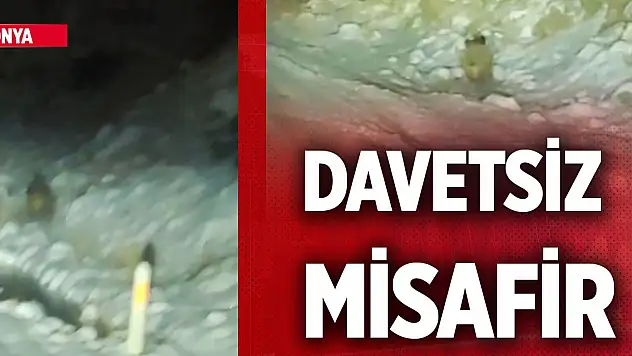 Konya'da doğa fotoğrafçılarının sürpriz misafiri