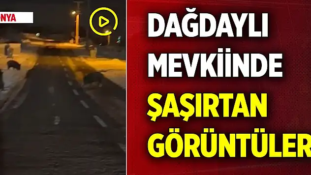 Konya'da Dağdaylı mevkiinde şaşırtan görüntüler