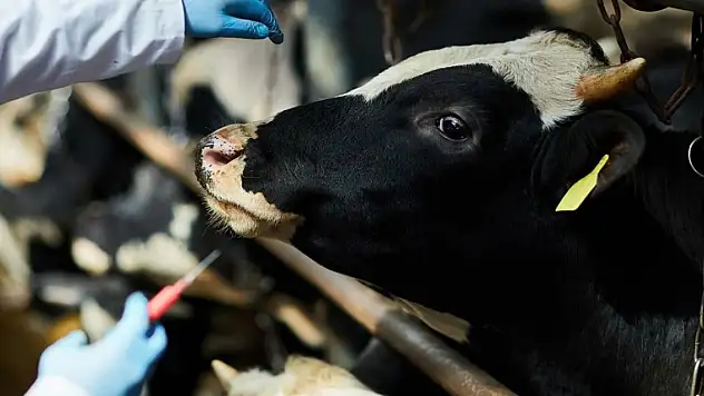 Hastalık rüzgarla kilometrelerce uzağa taşınıyor! Konya'daki uzman uyardı