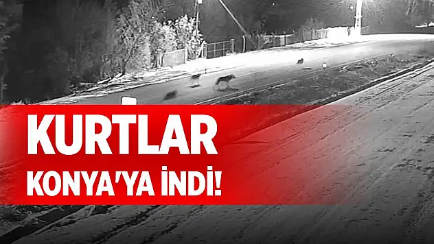 Kurtlar Konya'ya indi!