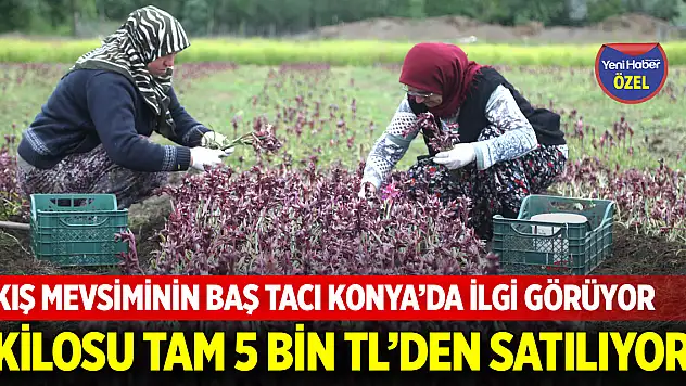 Kış mevsiminin baş tacı Konya'da ilgi görüyor: Kilosu tam 5 bin TL'den satılıyor