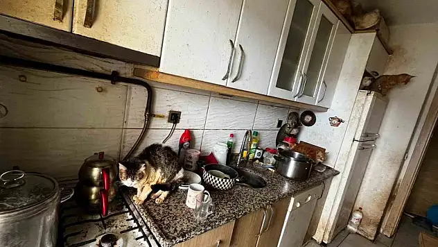 Kapı açılınca gerçekler ortaya çıktı! 55 hayvan kurtarıldı