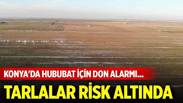Konya'da hububat için don alarmı... Tarlalar risk altında