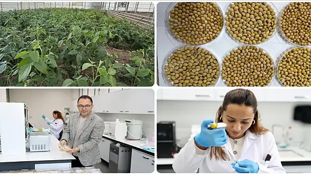Çoraklaşmaya karşı soya kalkanı! Sivas'ta yerli tohumda sona gelindi