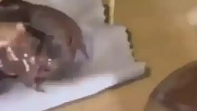 Zehir tacirlerine çikolata kavanozu darbesi