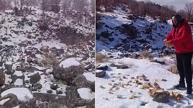Karapınar'da yaban hayatına nefes oldular... Karacadağ'da kar altındaki canlılara yem desteği