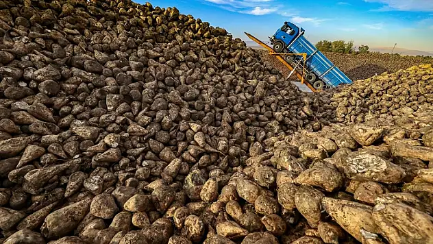 Şeker üretiminde tarihi zirve... Türkiye genelinde 2 milyon 900 bin ton üretim bekleniyor