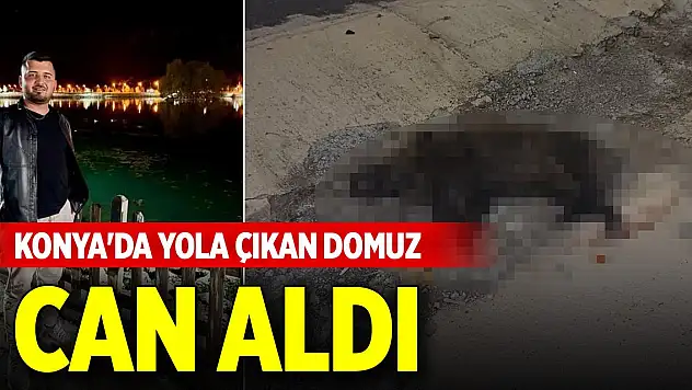 Konya'da yola çıkan domuz can aldı