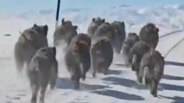 Domuz sürüsü mahalleye indi