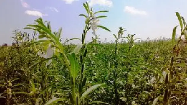 Susam üreticisine destek talebi