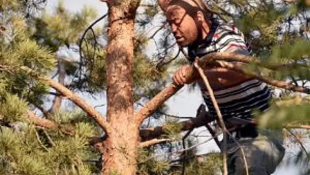 Çam ağacına çıkarak intihar girişiminde bulundu
