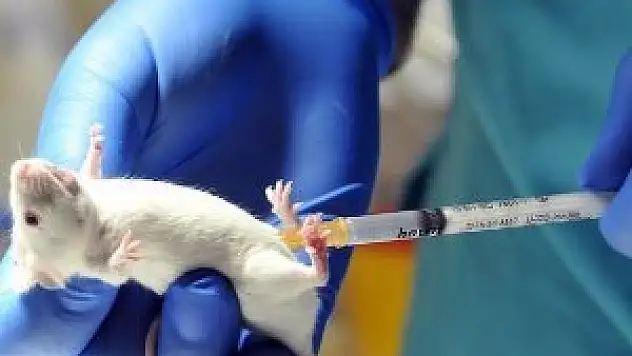 İnsan antikoru üretecek transgenik fare geliştirecekler