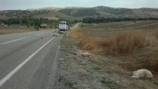 Otobüsün çarptığı koyunlar telef oldu