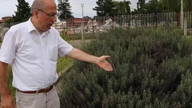 Tıbbi aromatik bitkilerin kıymetini bilmiyoruz