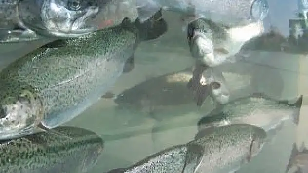 Samsun'da balık fiyatları