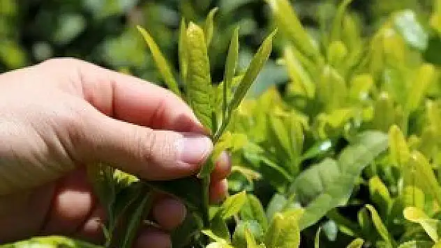 'İmparator içeceği'nin üretimi azaldı