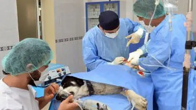 SÜ Veteriner Fakültesi'nin akreditasyon başarısı