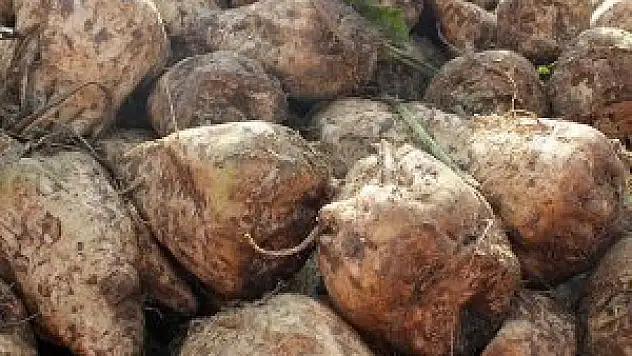 Şekerin yolculuğu istihdama katkı sağlıyor