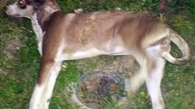 Sokak hayvanlarını zehirlediler