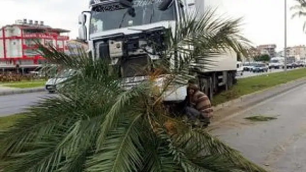 Narenciye yüklü TIR'ı refüjeki palmiye durdurdu