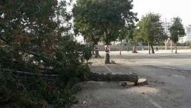 Ereğli'de asırlık ağacı kestiler