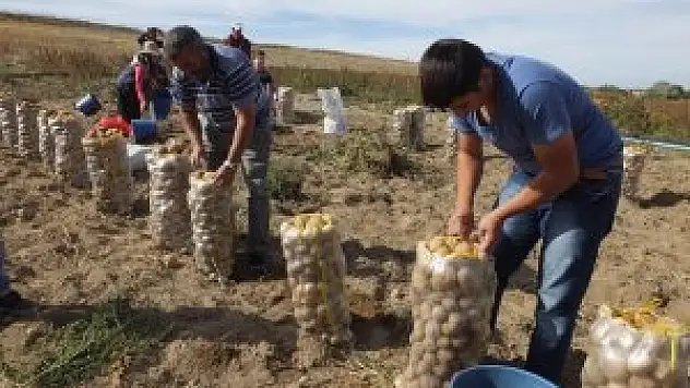 Patates bu yıl tüketicinin yüzünü güldürüyor