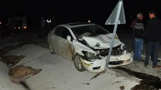 Otomobilin çarptığı 16 koyun öldü