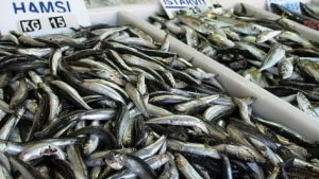 Balıkçıların umudu çinekop ve lüfer