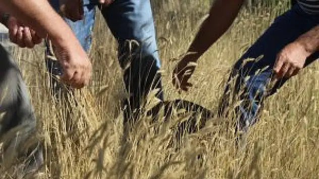Karapınar'da 'Mera Tipi Çok Yıllık Yem Bitkisi Çeşitlerinin Islahı' projesi