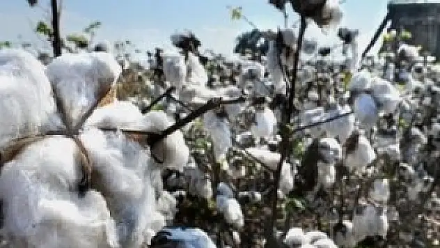 Şanlıurfa Ticaret Borsası