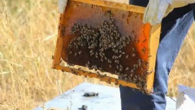 Bal üretimi artıyor