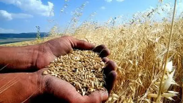 Buğday alım fiyatı açıklandı