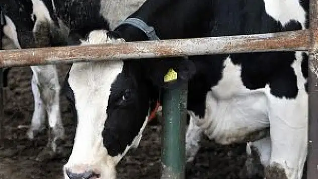 Kırmızı et için 'kullanma melezlemesi' önerisi