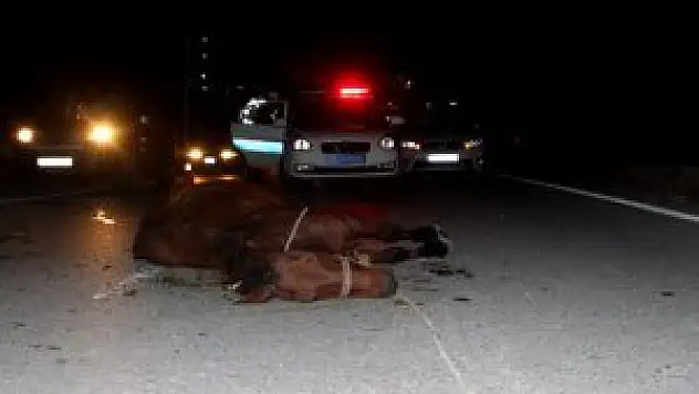 Otomobilin çarptığı at telef oldu