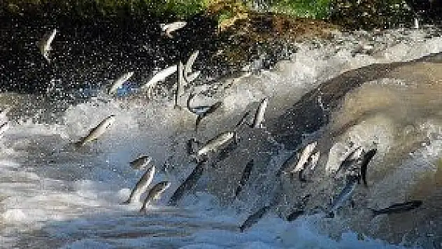 İnci kefalinin 'yüzme performansı' belirlenecek