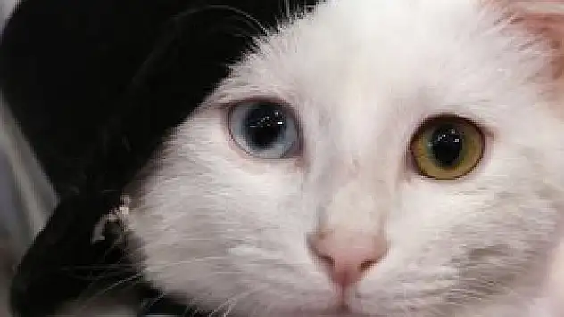 'Ankara Kedisi Güzellik Yarışması' düzenlendi