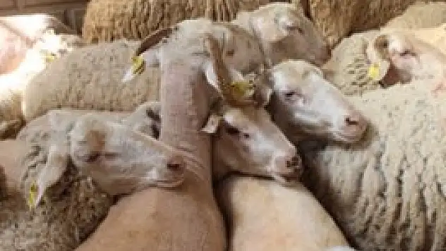 Konya'da koyunlar kırkılmaya başlandı