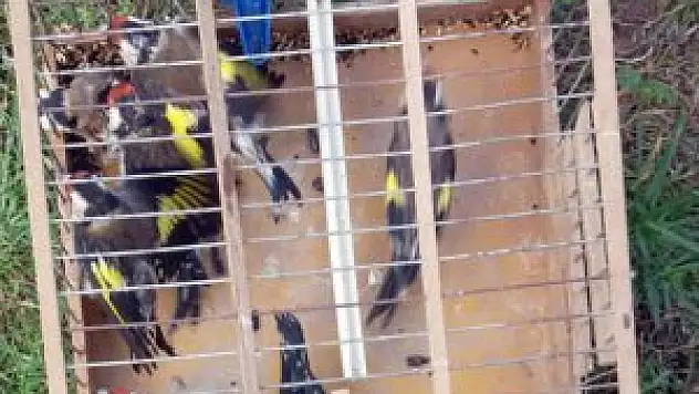 Şile'de saka kuşu operasyonu