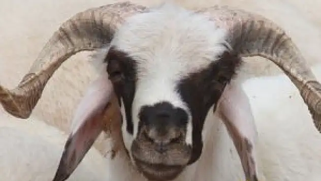 50 baş koyun alacaktı, dolandırıldı