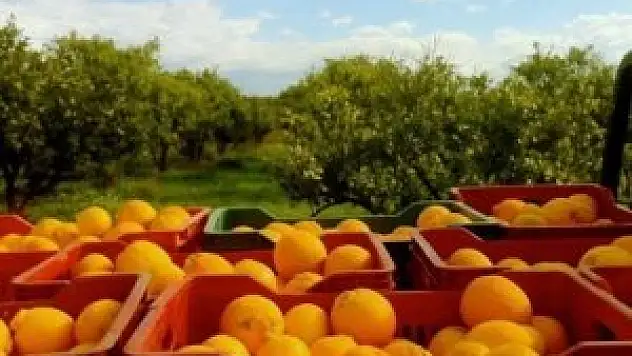 Portakalı yemek daha faydalı