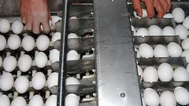 Yumurta üretiminde rekor bekleniyor