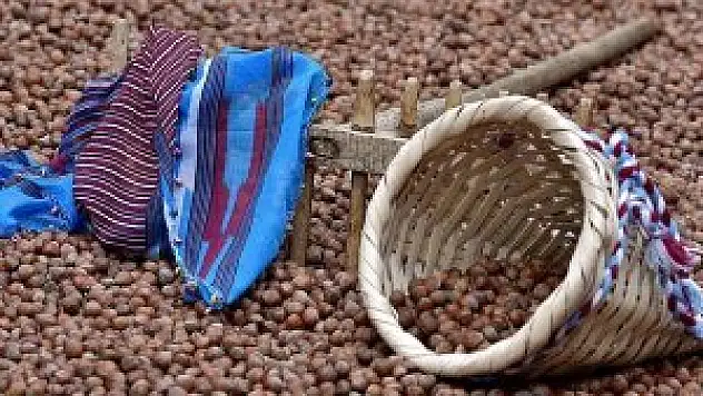 Fındıkta fiyat artışı sürüyor