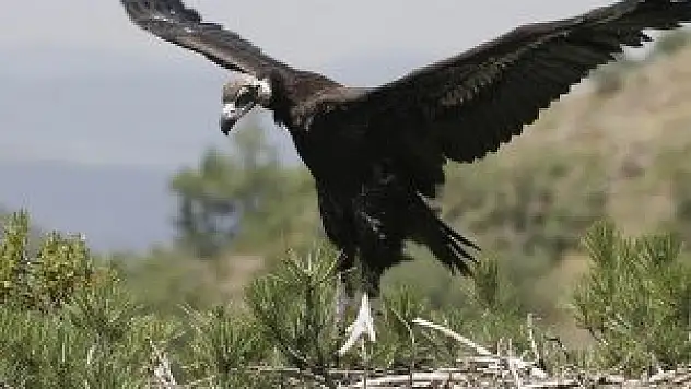 Soğuksu Milli Parkı'nın filmine sosyal medyada rekor ilgi