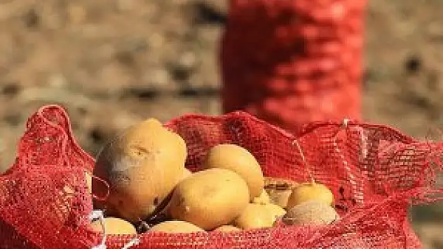 'Patates bu yıl bol ve ucuz olacak'
