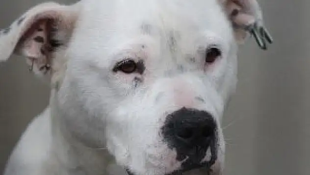 Sosyal medya üzerinden pitbull satışına para cezası