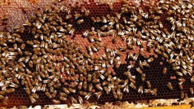 Balda son 20 yılın en iyi hasadı yaşandı