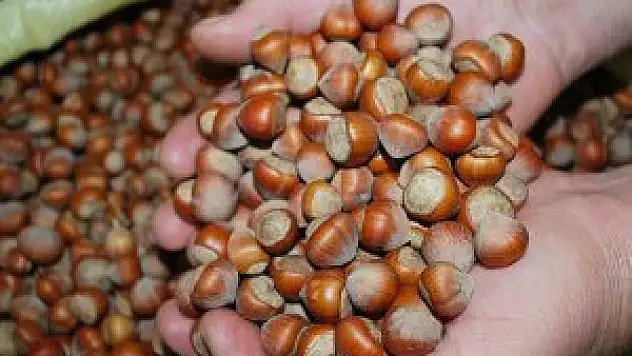 Alan Bazlı Gelir Desteği ödemesi fındık üreticisini mutlu etti