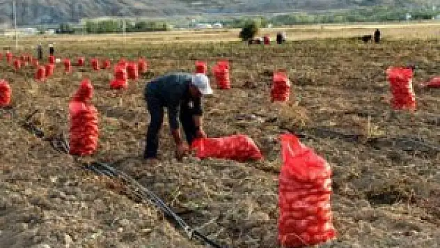 Patatesin bolluğu üreticiyi sevindirmedi