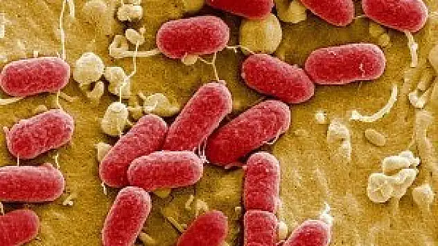 Antibiyotiklere dirençli 'süper bakteri geni' bulundu